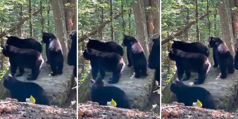 ¿Qué habrán visto los osos para comportarse así?