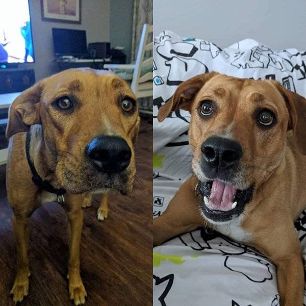 La cara de estos perros antes y después de su adopción