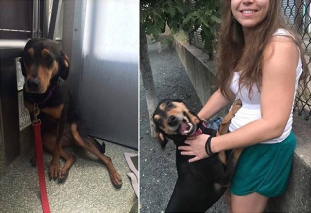 La cara de estos perros antes y después de su adopción