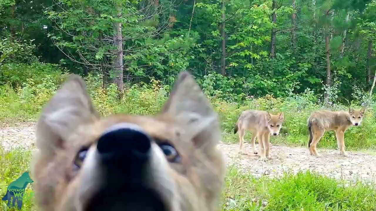 Los cachorros de lobo descubren una cámara de vigilancia en el bosque
