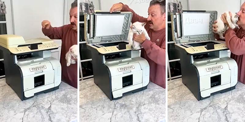 ¿Sabes que existe una fotocopiadora de gatos?