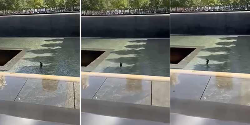 Un hombre se tira al foso del Memorial del 11 de septiembre de Nueva York
