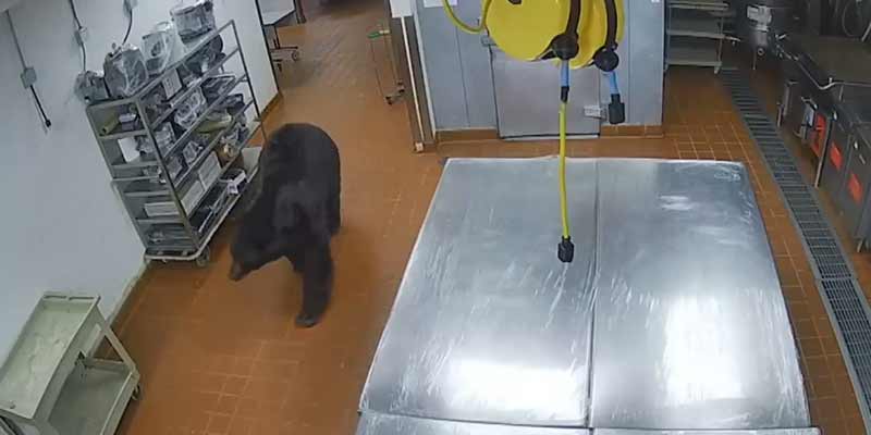 Ataque de un oso en una cocina de un hotel