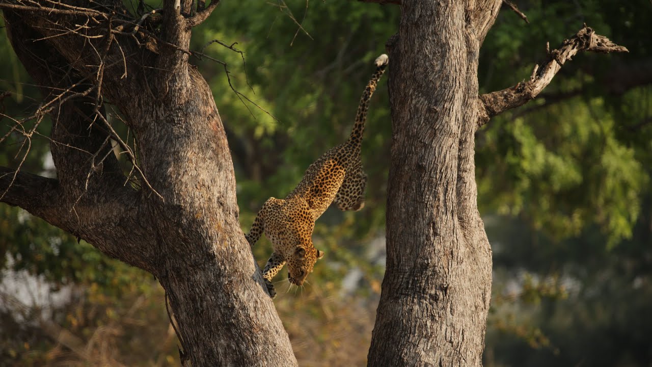El leopardo desafía a la muerte para cazar su cena