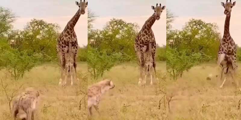 La jirafa protege a su cría de la hiena