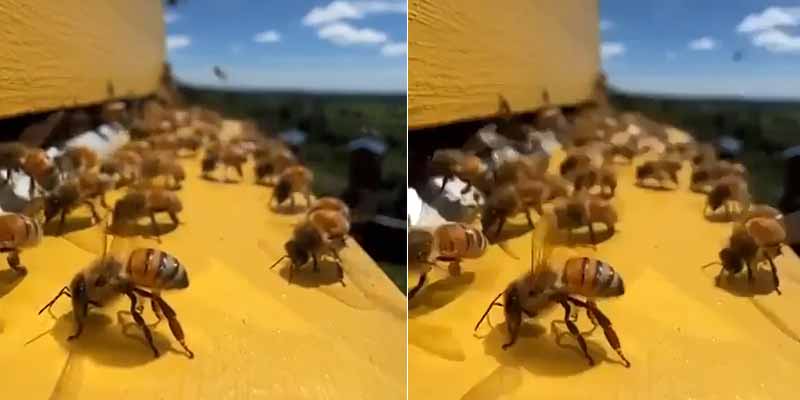 Estos es lo que hacelas abejas en los días calurosos