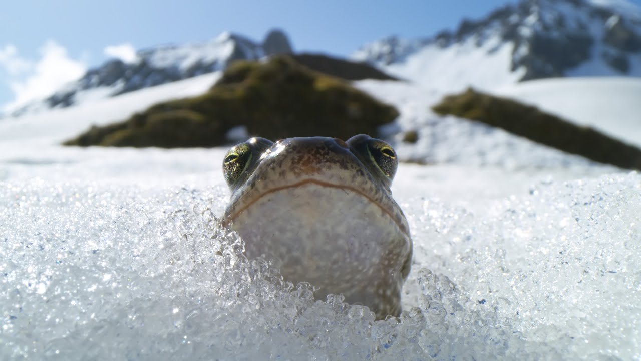 La épica carrera de ranas macho en los Alpes Suizos para procrear
