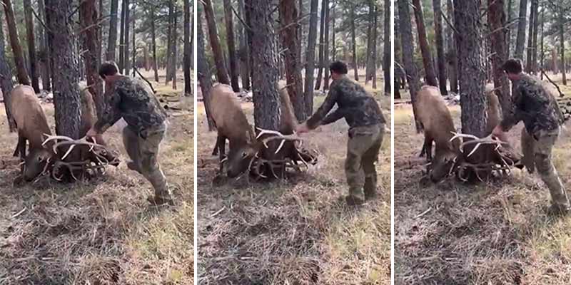 Liberando a dos ciervos que se han quedado enganchados por los cuernos alrededor de un árbol