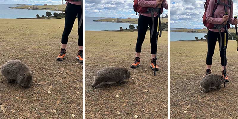 un wombat nunca perderá la oportunidad de rascarse su peludo culo