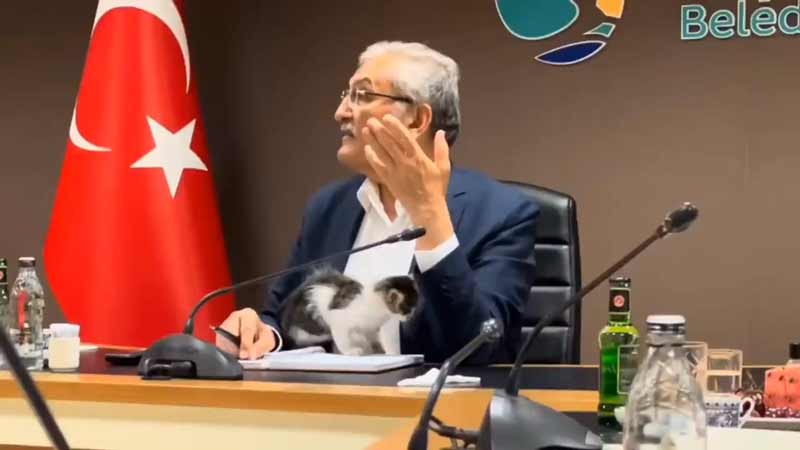 El pequeño gato no deja trabajar a este alcalde turco