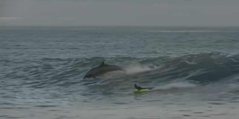 Surfeando entre delfines