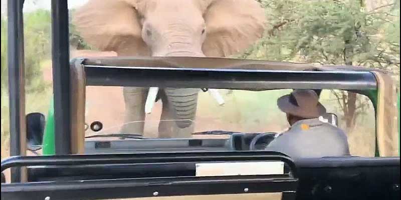 Encontronazo con un elefante durante un safari