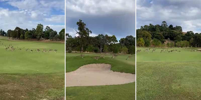 Una estampida de canguros atraviesa un campo de golf