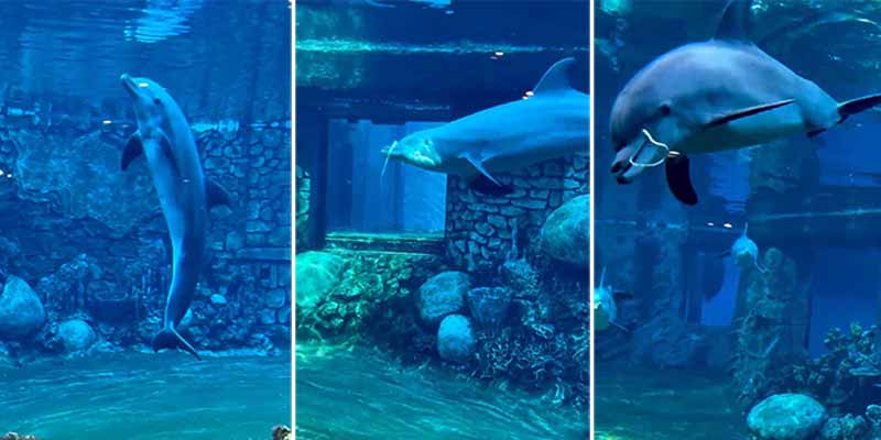 La impresionante habilidad del delfín haciendo aros bajo el agua