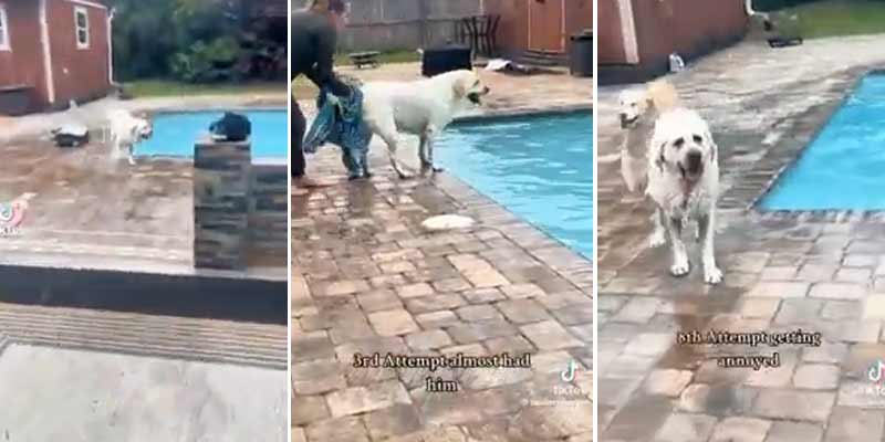 Este perro no hace ni caso a su dueña y sigue saltando a la piscina