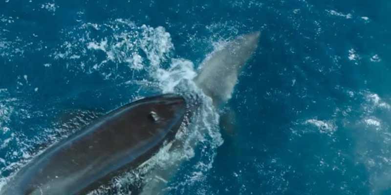 El impresionante momento en el que una orca da caza a un tiburón blanco
