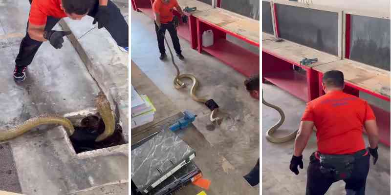 Habilidad de maestro capturando una cobra