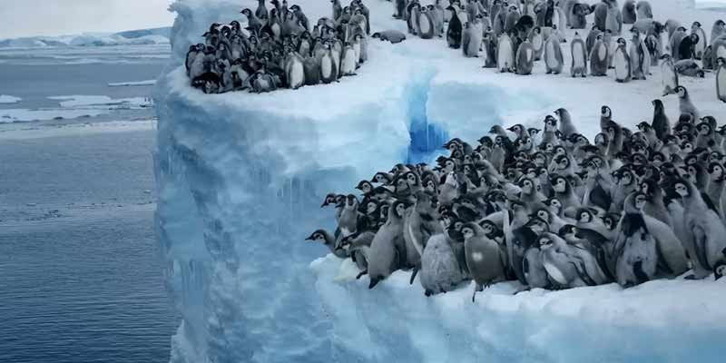 Los pingüinos emperador entran en el mar por primera vez por las buenas o las malas